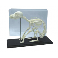 Skeleton & Specimens (14)